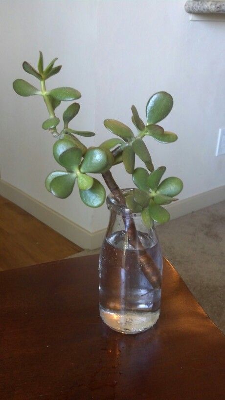 Jade plant propagation in water. Jade plant planted in a milk jar filled with water.