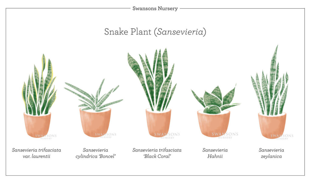 Snake Plant Varieties Illustration