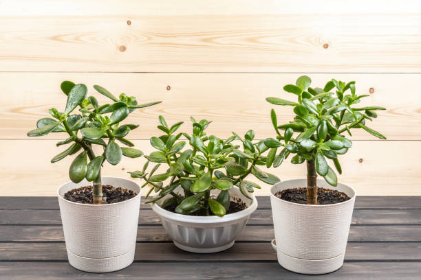 Succulent houseplant, Jade Plant, Crassula ovata in a pot on rustic background