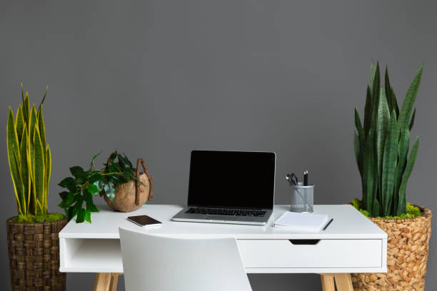 Snake plant placed in a room beside study table with laptop on the table.