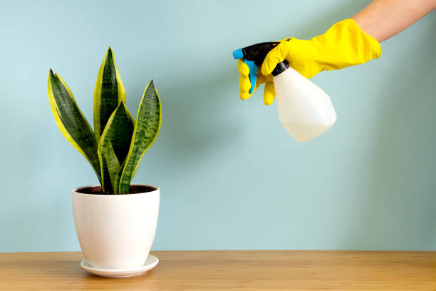 Women's hands in gardening gloves spray plants. Trending flower snake plant Sansevieria trifasciata on blue background. Summer indoor plants and urban jungle concept.
