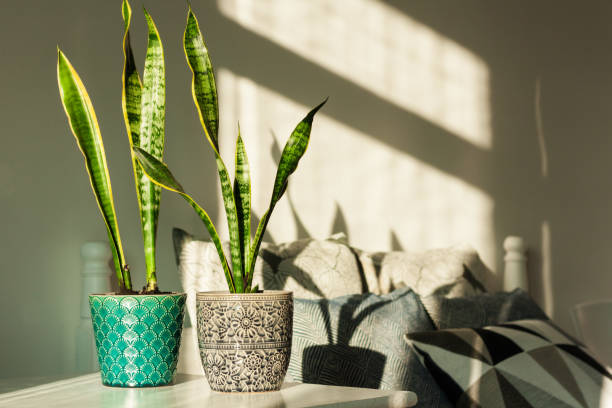 Sansevieria (snake plant) in ceramic pots on a white table on the background of a bed with decorative pillows, modern design on a sunny day