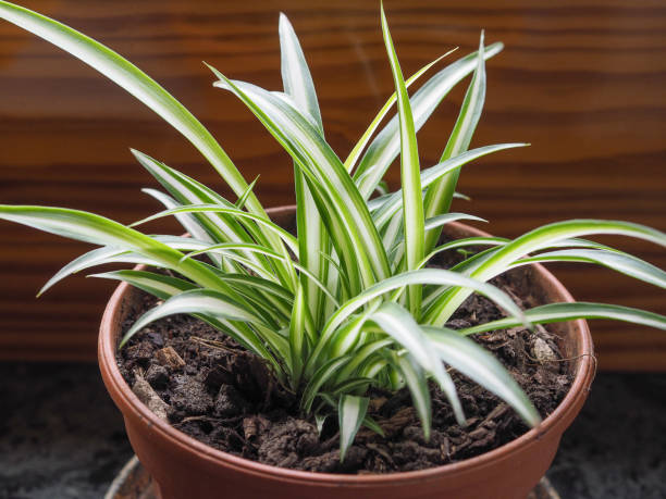 Small Spider Plant in a brown pot.