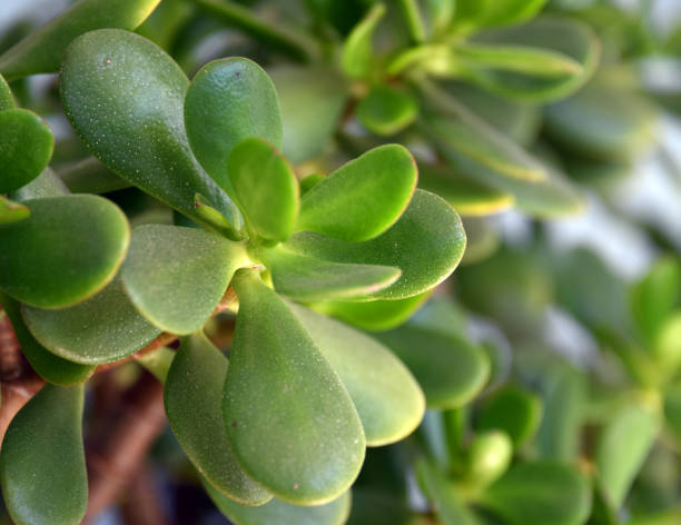 Healthy green leaves of a succulent plant, Jade Plant, Crassula ovata