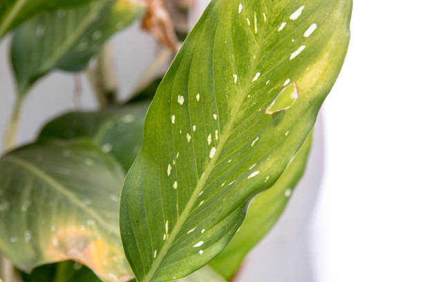 Snake Plant Leaf damaged by pests.