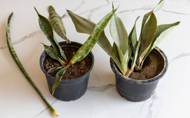 Sansevieria snake plants damage by over watering.