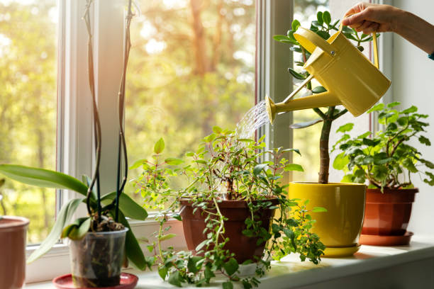 Hand with Water Can watering indoor plants on windowsill.