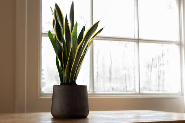 A Snake Plant, indoor plant, next to a nice white interior.
