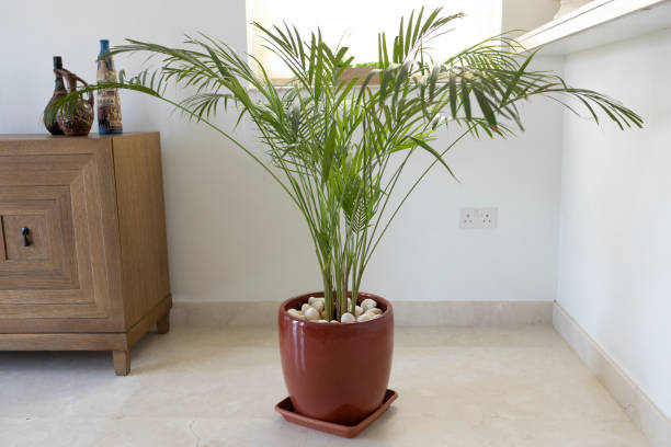 Parlour Palm Potted Plant in the living room.