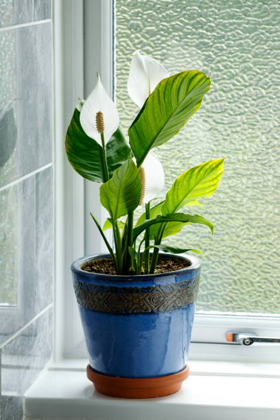 Peace Lily, Spathiphyllum spp., Houseplant growing in clay pot on bathroom windowsill.