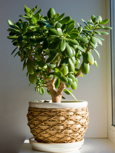 Crassula ovata, commonly known as Jade Plant, is a succulent plant. Jade plant in a beautiful brown pot.
