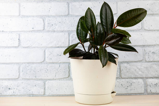 Rubber plant, Ficus elastica, in a pot on a brick wall background. 