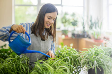 How to Grow and Care for Spider Plant