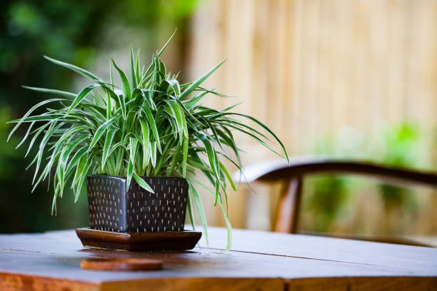 Spider Plant, indoor plant, on a smooth wooden table in natural lighting. 