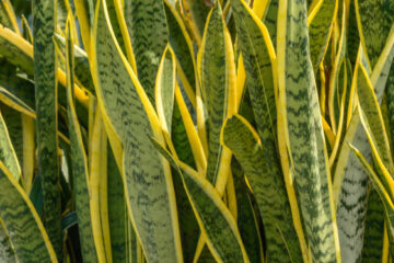 How to Grow and Care for Snake Plant?