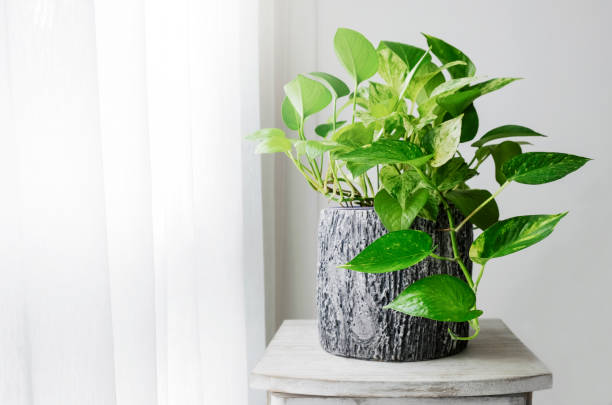 Pothos Plant at window in the bedroom.