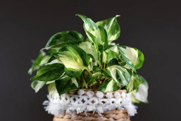 Manjula Pothos, a rare species of Pothos, potted in a basket pot.