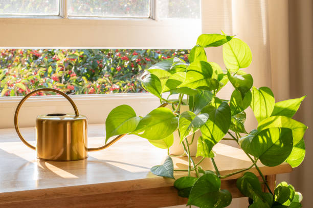 Golden pothos houseplant next to a watering can in a beautifully designed home interior.