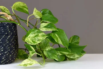 Leaves of tropical 'Epipremnum Aureum Marble Queen' pothos houseplant with white variegation in front of gray wall