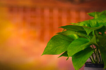 How to Plant, Grow, Care, Prune, and Propagate Satin Pothos