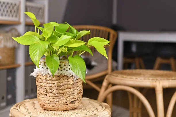 Tropical 'Epipremnum Aureum Lemon Lime' houseplant with neon green leaves in basket flower pot on table in living room.