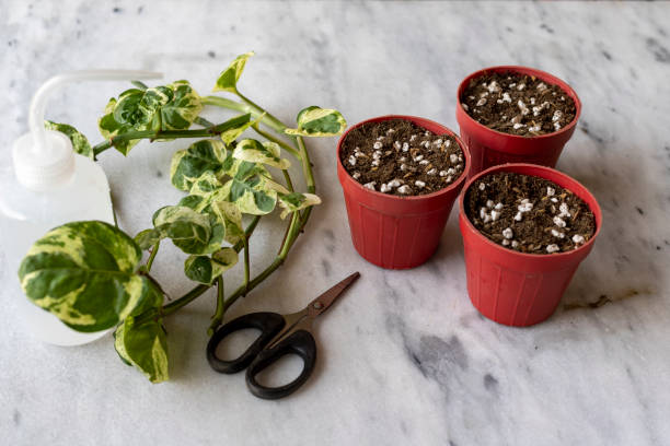 Pothos plants propagation from cuttings in soil in small pots