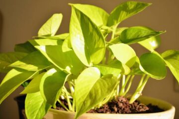 How to propagate golden pothos plant