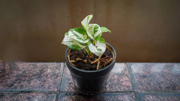 Tropical houseplant Epipremnum aureum Manjula Pothos also called 'Happy Leaves' in a white pot. Isolated on a white background, copy space. Variegated, marbled, white and green heart-shaped leaves.