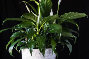 Peace Lily in white flower pot on wood with black background. spathiphyllum houseplant for Valentines Day