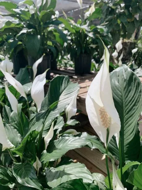 Petite Peace Lily, a variety of Peace Lily