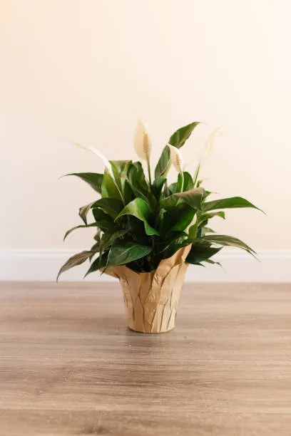 Petite Peace Lily Plant also known as a Spathiphyllum. Petite Peace Lily Plant in bright natural light. A small Peace Lily Houseplant.