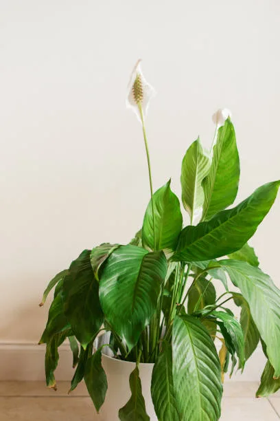 A healthy Petite Peace Lily plant flowering.