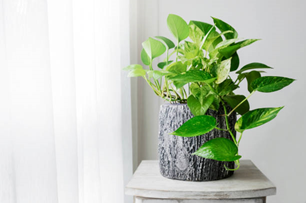 Pothos plant pot kept on a table beside a window.