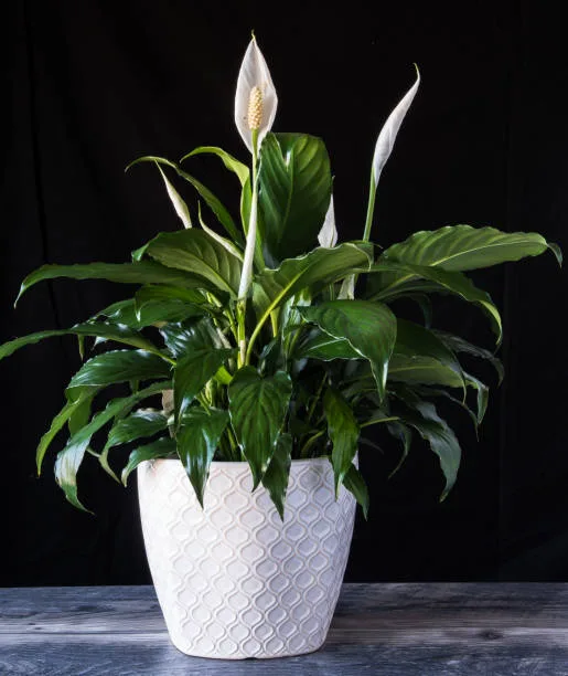 Peace Lily in white flower pot on wood with black background. spathiphyllum houseplant