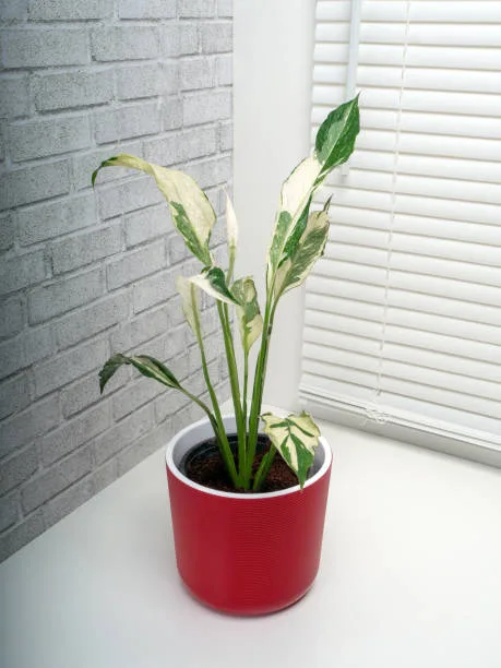 Variegated Domino Peace Lily potted in a brown pot in a room with white walls.