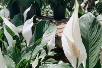 Petite Peace Lily is a Variety of Peace Lily