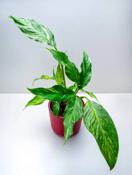 Domino Peace Lily potted in a brown pot in a room with white walls.
